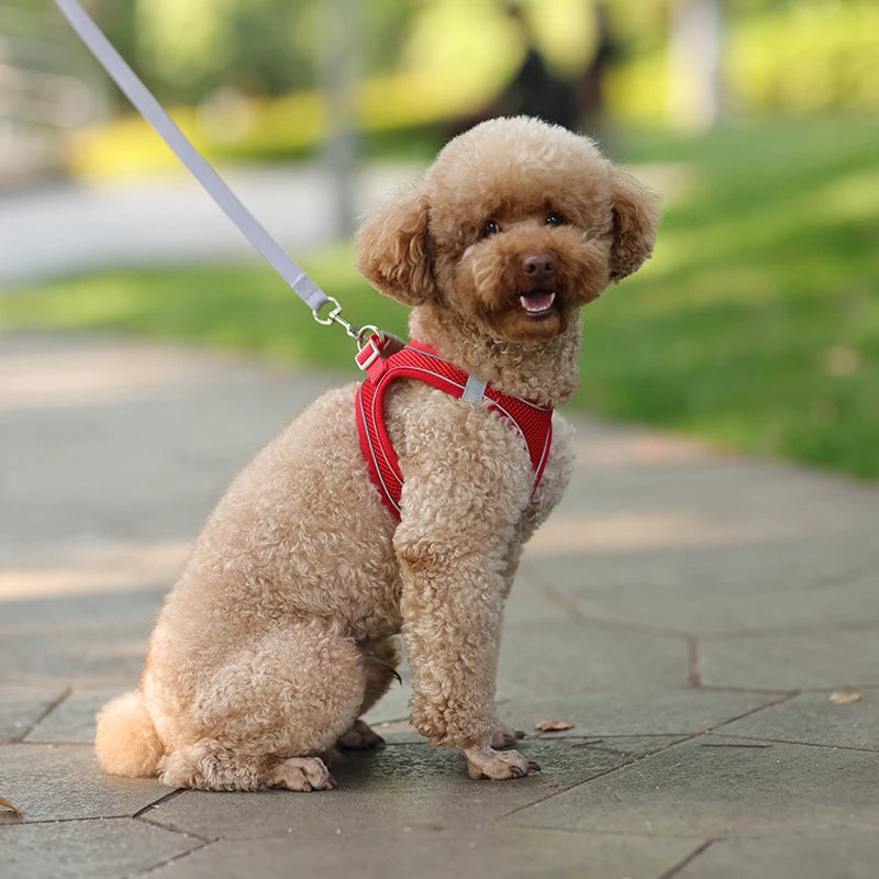 Adjustable Dog Harness Leash Set for Small Dogs