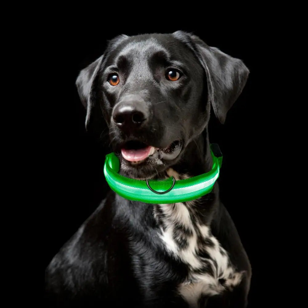 LED Glowing Dog Collar Adjustable Flashing Rechargea Luminous Collar Night Anti-Lost Dog Light HarnessFor Small Dog Pet Products