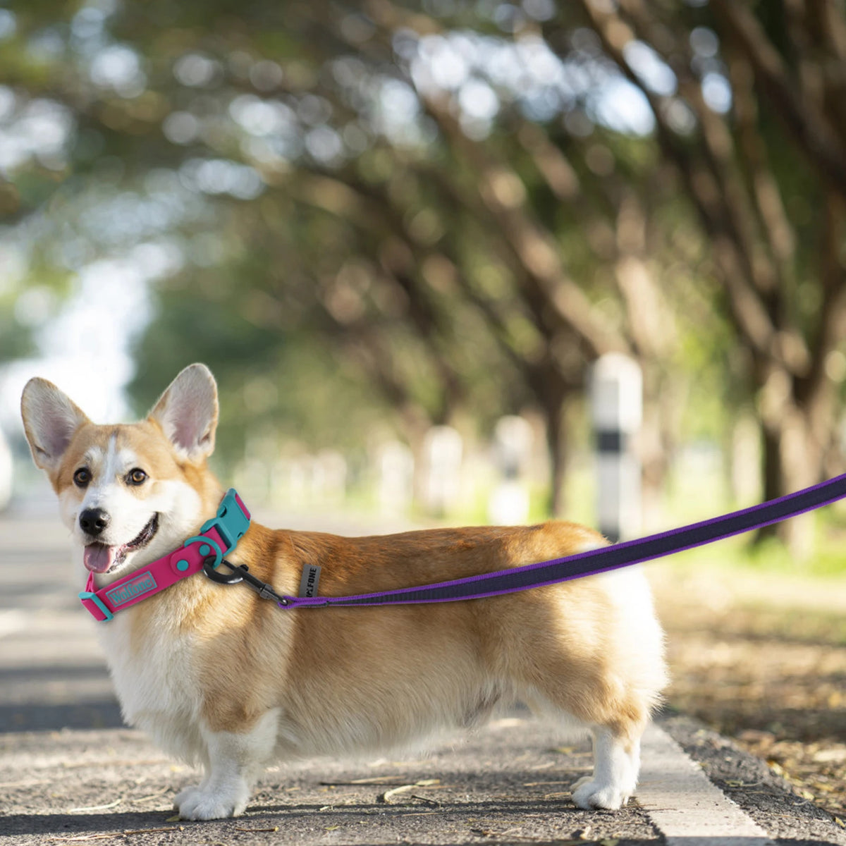 Coloured Dog Training Leash | Soft Fibre Lead in 6 Lengths & 8 Colours — 1.5M to 15M