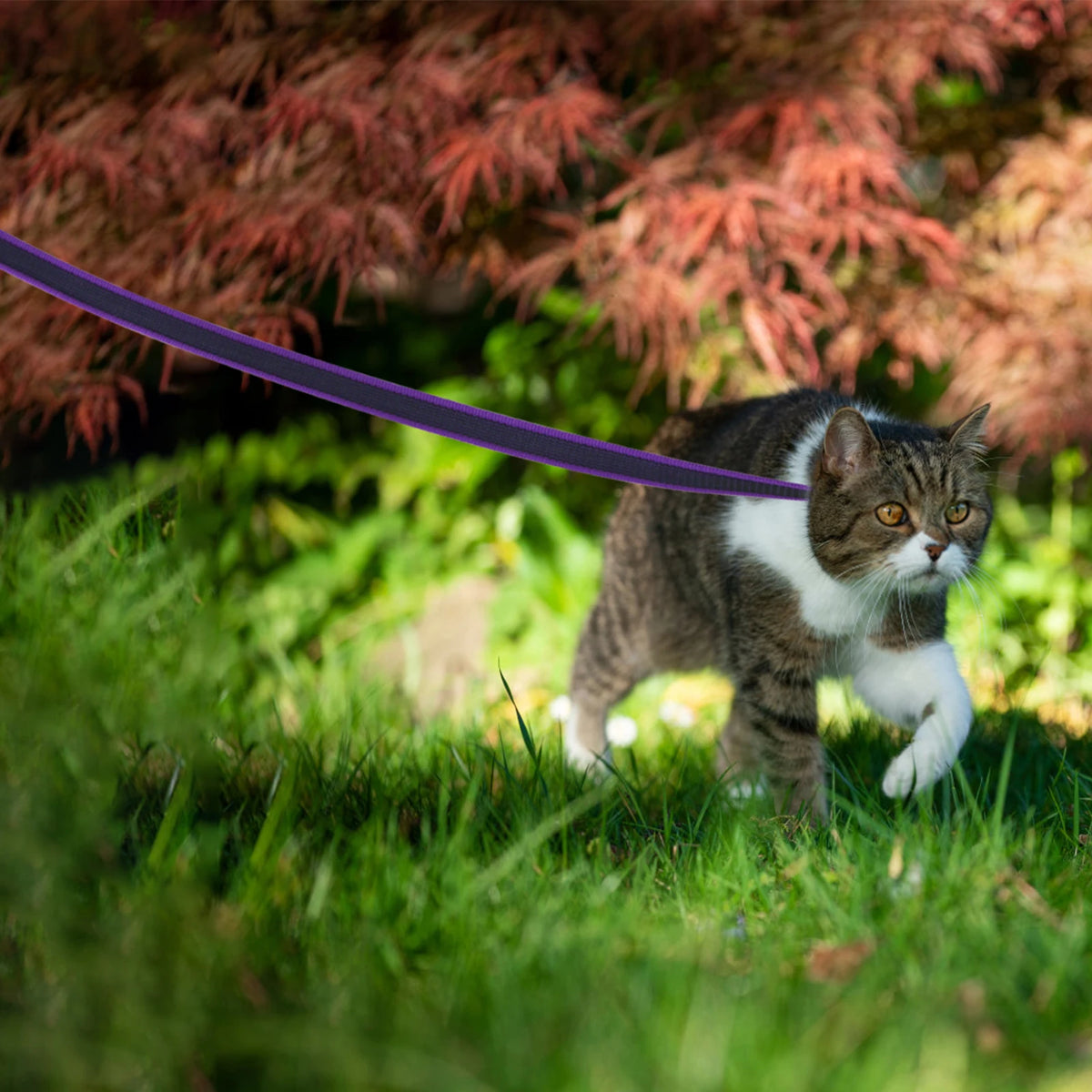 Coloured Dog Training Leash | Soft Fibre Lead in 6 Lengths & 8 Colours — 1.5M to 15M
