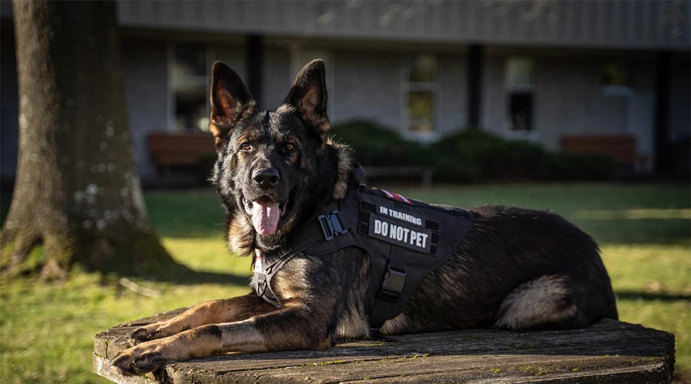 Tactical Military Dog Harness | Padded, Quick-Release Vest for Medium & Large Dogs | S–XL