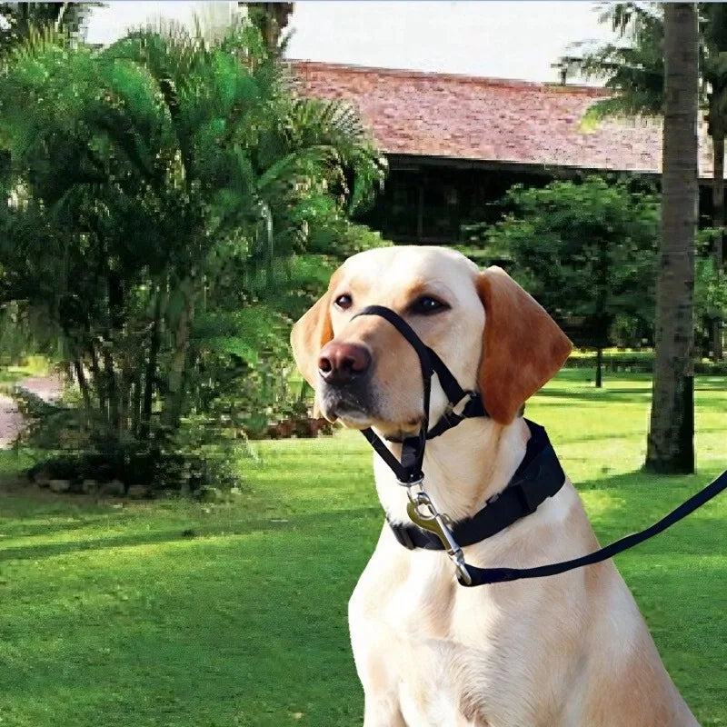 Running Dog Accessories: Adjustable Classic Muzzle Training Halter, Dog Collar With Dog Leash / Rungear