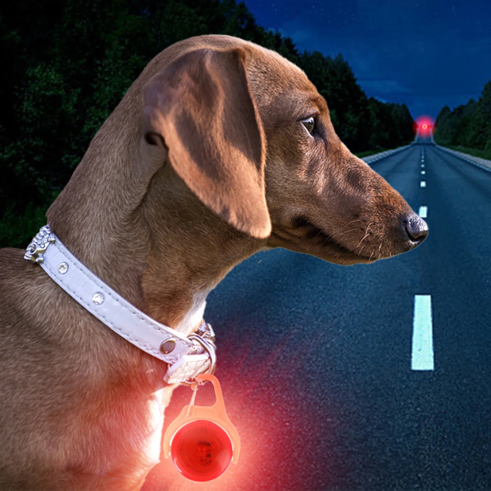 Dog Gear Accessories: LED Glow Dog Collar Pendant Light Up for Night Safety Walking / Rungear