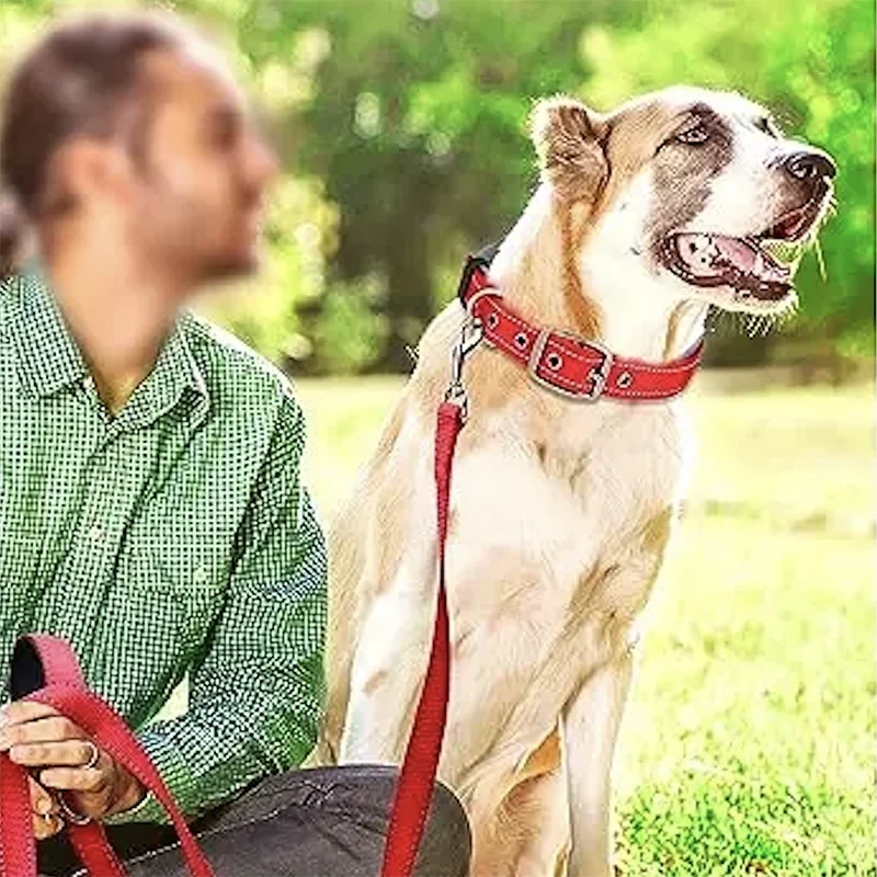 Reflective Dog Collars: Reflective, Adjustable, Heavy Duty Nylon Neoprene, Wide Padded Dog Collars for Small, Medium, Large Dogs / Rungear