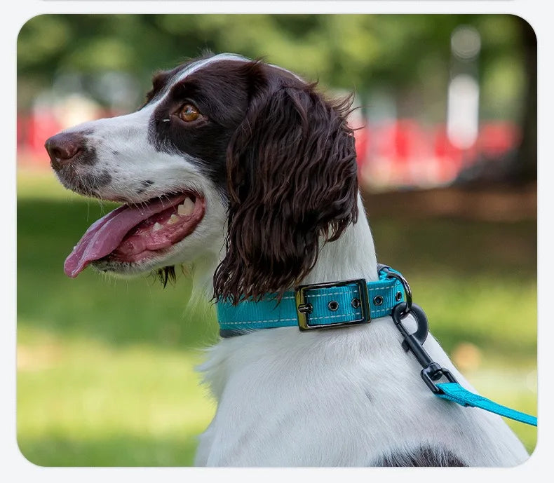 Reflective Dog Collars: Reflective, Adjustable, Heavy Duty Nylon Neoprene, Wide Padded Dog Collars for Small, Medium, Large Dogs / Rungear