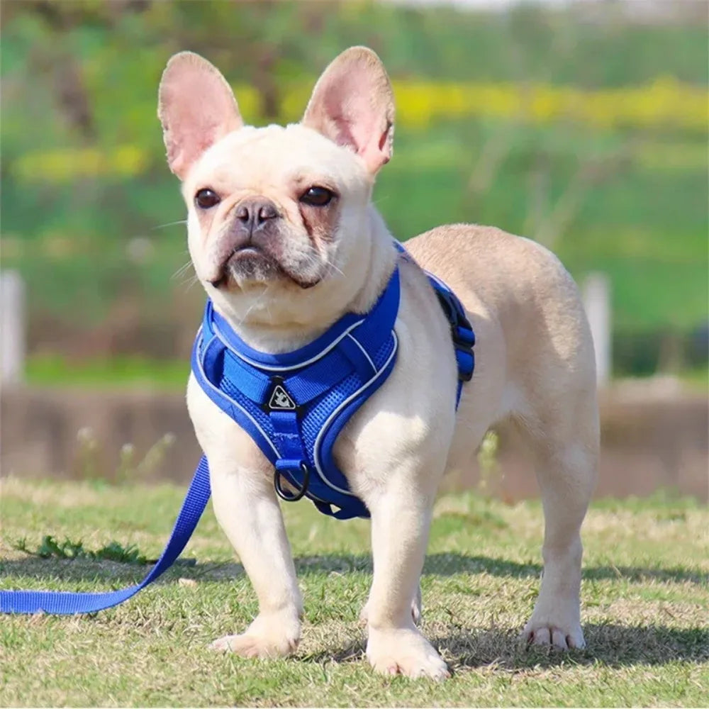 Dog Halter Accessories: Adjustable, Reflective, No Pull Dog Harness Vest and Leash Set for Small Dogs / Rungear