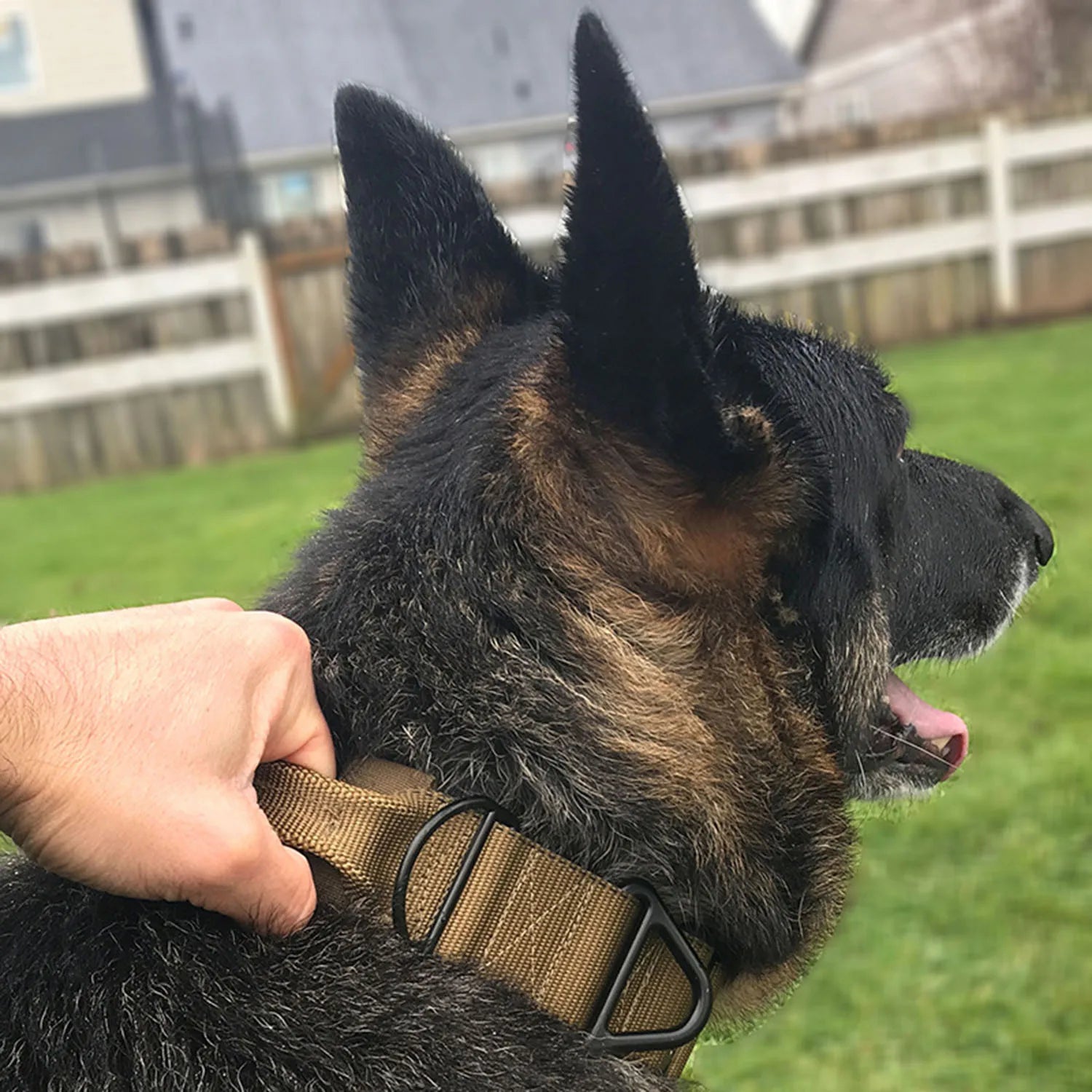 Reflective Dog Collars: Adjustable, Reflective, Quick Release, Nylon Training Dog Collar With Handle / Rungear