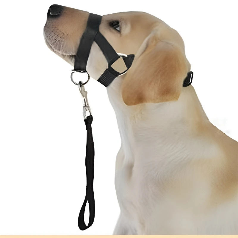 Running Dog Accessories: Adjustable Classic Muzzle Training Halter, Dog Collar With Dog Leash / Rungear