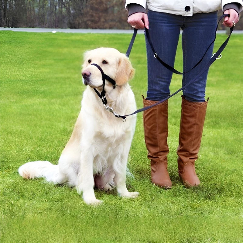 Running Dog Accessories: Adjustable Classic Muzzle Training Halter, Dog Collar With Dog Leash / Rungear
